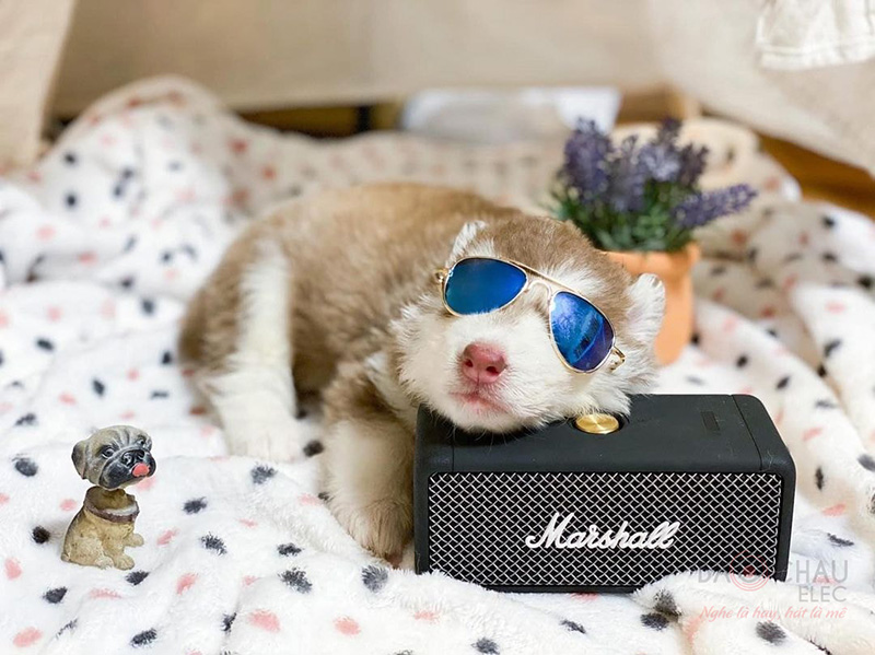 Loa Marshall Emberton